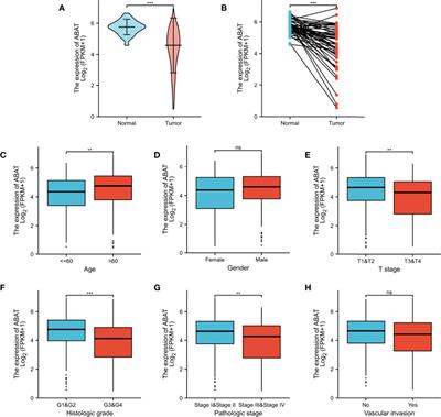 Regulation of Gamma-Aminobutyric Acid Transaminase Expression and Its Clinical Significance in Hepatocellular Carcinoma